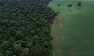 Brasil reduz perda de floresta, mas ainda lidera desmate global em 2025