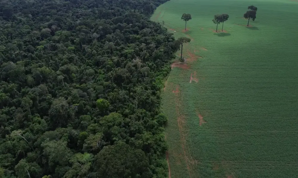 Brasil reduz perda de floresta, mas ainda lidera desmate global em 2025 Brasil reduz perda de floresta, mas ainda lidera desmate global em 2025