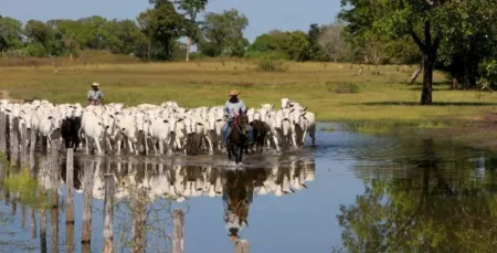 "PSA Conservação Pantanal" tem prazo até quinta-feira para adesão