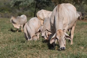 Arroba da vaca gorda em queda em Campo Grande e Dourados