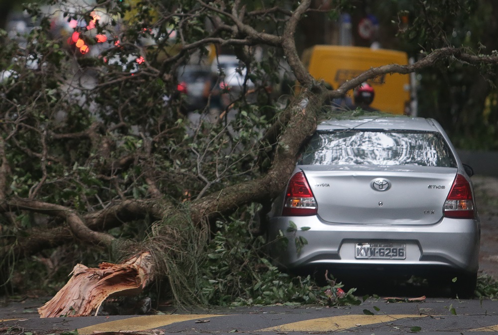 Como acionar o seguro por queda de árvore ou granizo no carro como-acionar-o-seguro-por-queda-de-arvore-ou-granizo-no-carro