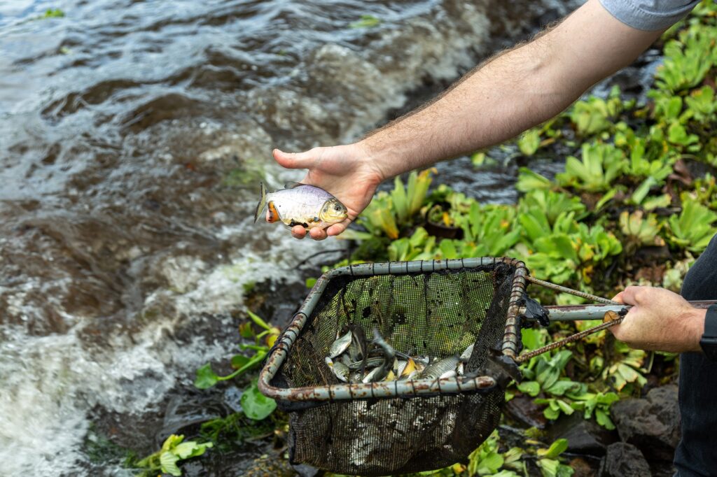 Ação ambiental garante soltura de 601 mil peixes no reservatório da Usina Hidrelétrica Jupiá acao-ambiental-garante-soltura-de-601-mil-peixes-no-reservatorio-da-usina-hidreletrica-jupia