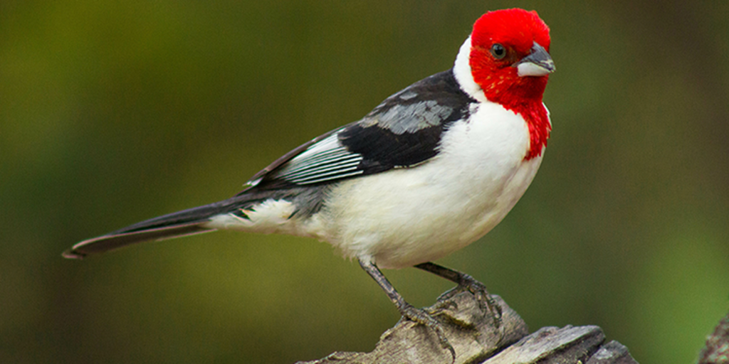 Galo-de-campina é o animal silvestre mais traficado de Pernambuco galo-de-campina-e-o-animal-silvestre-mais-traficado-de-pernambuco