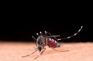 ms-fecha-abril-com-14-mortes-por-chikungunya-e-quase-9-mil-casos-provaveis