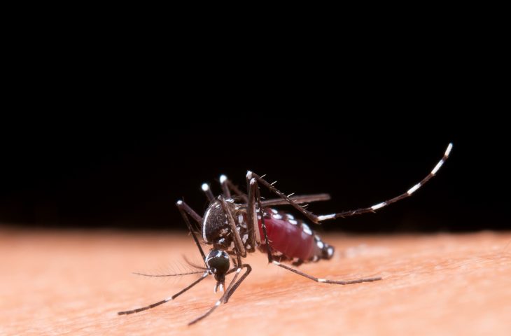 MS fecha abril com 14 mortes por chikungunya e quase 9 mil casos prováveis ms-fecha-abril-com-14-mortes-por-chikungunya-e-quase-9-mil-casos-provaveis