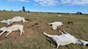 Frio intenso provoca morte de 83 bovinos no sul de Mato Grosso do Sul