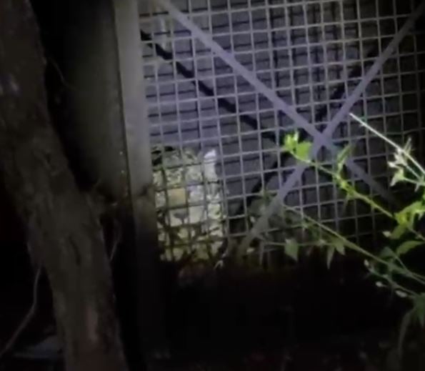 Vídeo: Onça-pintada é capturada em Corumbá após ataques a animais domésticos em área urbana video:-onca-pintada-e-capturada-em-corumba-apos-ataques-a-animais-domesticos-em-area-urbana