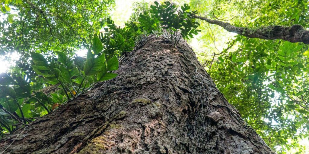 Florestas degradadas da Amazônia estão se tornando mais vulneráveis florestas-degradadas-da-amazonia-estao-se-tornando-mais-vulneraveis