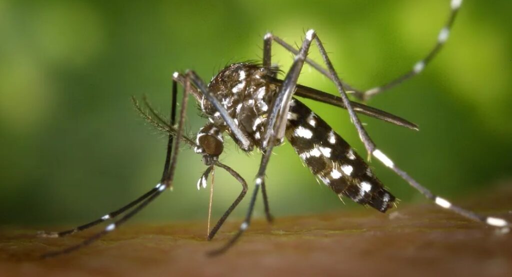 Saúde de Três Lagoas alerta para aumentos de Chikungunya no estado e reforça cuidados saude-de-tres-lagoas-alerta-para-aumentos-de-chikungunya-no-estado-e-reforca-cuidados