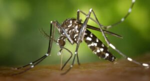 Saúde de Três Lagoas alerta para aumentos de Chikungunya no estado e reforça cuidados saude-de-tres-lagoas-alerta-para-aumentos-de-chikungunya-no-estado-e-reforca-cuidados