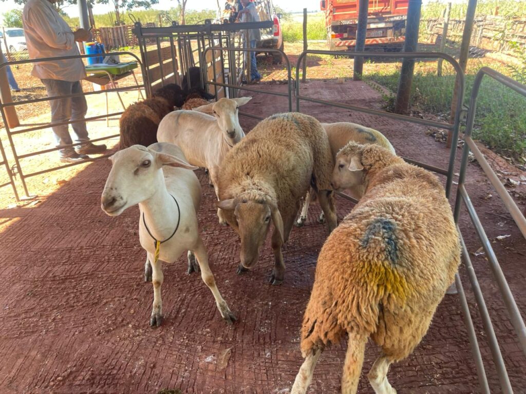 Preparo impulsiona ovinocultura e renda em Campo Grande preparo-impulsiona-ovinocultura-e-renda-em-campo-grande
