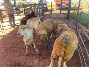 preparo-impulsiona-ovinocultura-e-renda-em-campo-grande