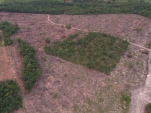 mpms-investiga-desmatamento-ilegal-em-assentamento-de-sao-gabriel-do-oeste