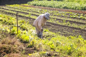 Medida provisória que concedia crédito extra à agricultura familiar perde a validade medida-provisoria-que-concedia-credito-extra-a-agricultura-familiar-perde-a-validade