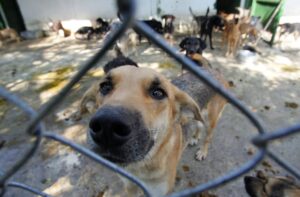 Polícia de SP resgata mil animais vítimas de maus-tratos na internet em 2026 policia-de-sp-resgata-mil-animais-vitimas-de-maus-tratos-na-internet-em-2026