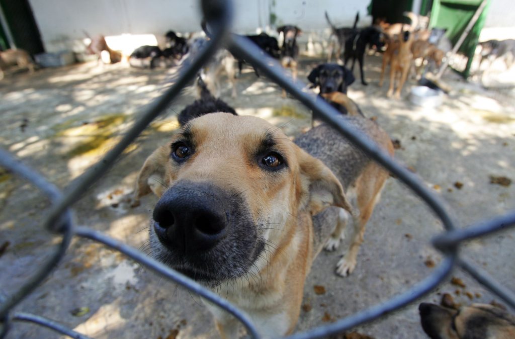 Polícia de SP resgata mil animais vítimas de maus-tratos na internet em 2026 policia-de-sp-resgata-mil-animais-vitimas-de-maus-tratos-na-internet-em-2026