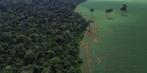 onu-realiza-forum-sobre-florestas-em-nova-iorque