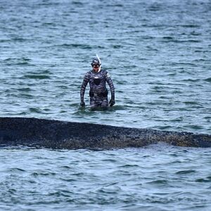 Baleia encontrada morta no Mar Báltico pode ser “Timmy”, jubarte resgatada após operação delicada baleia-encontrada-morta-no-mar-baltico-pode-ser-“timmy”,-jubarte-resgatada-apos-operacao-delicada