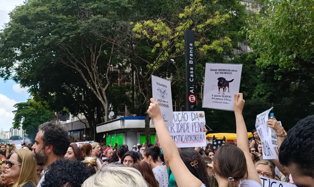 Justiça arquiva caso do cão Orelha após pedido do Ministério Público justica-arquiva-caso-do-cao-orelha-apos-pedido-do-ministerio-publico