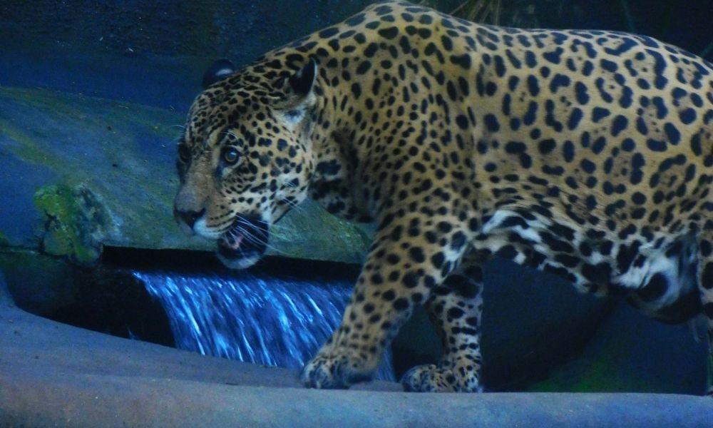 Onça ataca criança de 8 anos em Goiás e deixa menor com o rosto ferido onca-ataca-crianca-de-8-anos-em-goias-e-deixa-menor-com-o-rosto-ferido