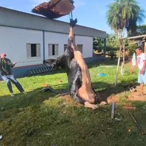 Vaca cai em fossa desativada de fazenda em Três Lagoas (vídeo) vaca-cai-em-fossa-desativada-de-fazenda-em-tres-lagoas-(video)