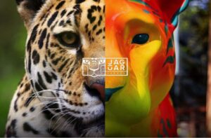 onca-pintada-vira-simbolo-de-campanha-que-une-arte,-turismo-e-preservacao-em-ms