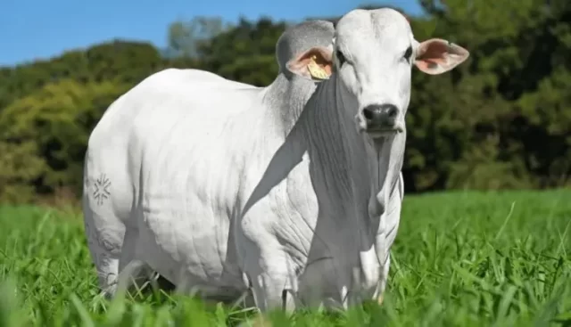Preço da vaca gorda tem queda em Dourados preco-da-vaca-gorda-tem-queda-em-dourados
