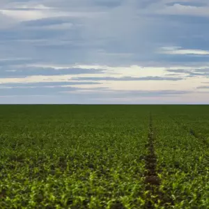 Fazenda estuda criação de um Fundo Garantidor para dívidas rurais fazenda-estuda-criacao-de-um-fundo-garantidor-para-dividas-rurais