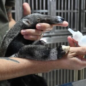 Cetas recebe aves silvestres resgatadas e reforça combate ao tráfico em MS cetas-recebe-aves-silvestres-resgatadas-e-reforca-combate-ao-trafico-em-ms