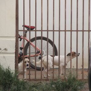 Briga por maus-tratos a cão termina em ameaça de morte e mulher enforcada em Paranaíba briga-por-maus-tratos-a-cao-termina-em-ameaca-de-morte-e-mulher-enforcada-em-paranaiba