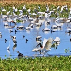UEMS e universidade da Inglaterra promovem imersão internacional no Pantanal uems-e-universidade-da-inglaterra-promovem-imersao-internacional-no-pantanal