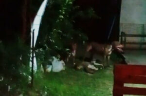 pitbulls-soltos-provocam-tensao-em-bairro-de-corumba-apos-ataque-a-animal-dentro-de-residencia