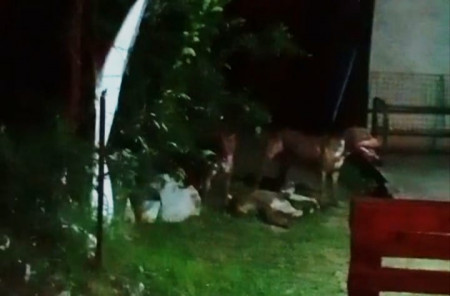 Pitbulls soltos provocam tensão em bairro de Corumbá após ataque a animal dentro de residência pitbulls-soltos-provocam-tensao-em-bairro-de-corumba-apos-ataque-a-animal-dentro-de-residencia