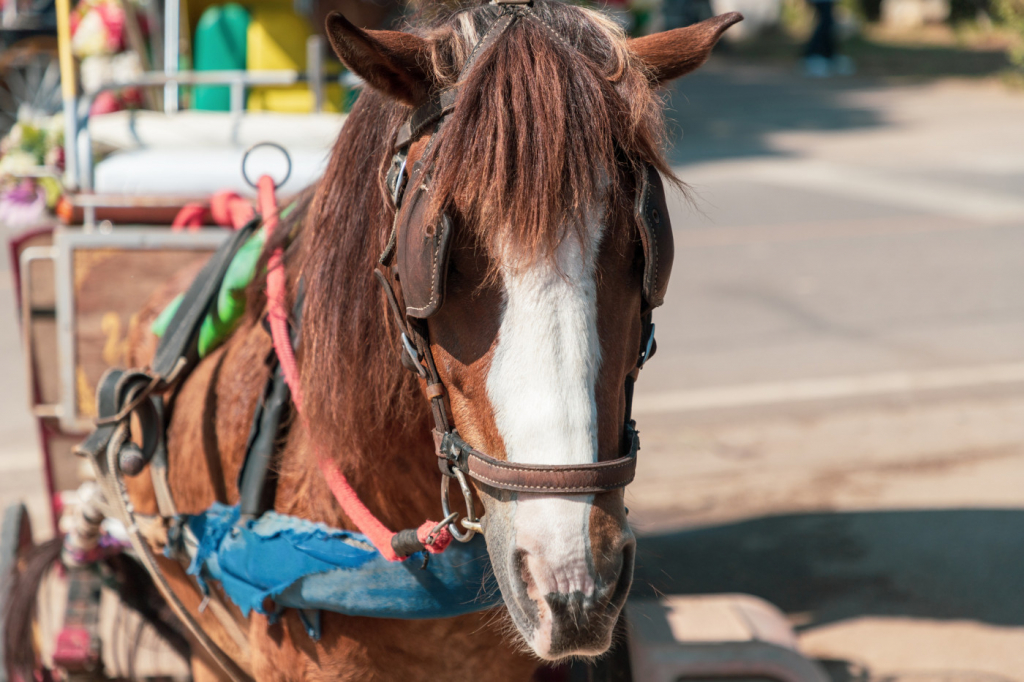 Fim das carroças: proibição avança no Brasil ao unir proteção animal e inclusão fim-das-carrocas:-proibicao-avanca-no-brasil-ao-unir-protecao-animal-e-inclusao
