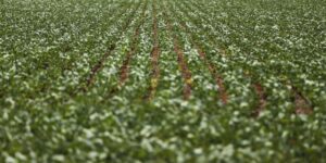 Pesquisadores desenvolvem fertilizantes menos prejudiciais ao ambiente pesquisadores-desenvolvem-fertilizantes-menos-prejudiciais-ao-ambiente