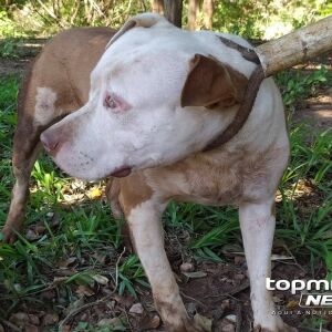 Idoso tenta bater em cachorro e apanha do vizinho em Nova Alvorada do Sul idoso-tenta-bater-em-cachorro-e-apanha-do-vizinho-em-nova-alvorada-do-sul