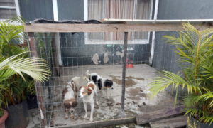 sp-endurece-punicoes-para-maus-tratos-a-animais;-multas-podem-chegar-a-r$-50-mil