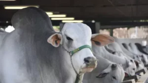 Arroba do Boi China sobe em MS: Boi e vaca gorda tem aumento em Dourados arroba-do-boi-china-sobe-em-ms:-boi-e-vaca-gorda-tem-aumento-em-dourados