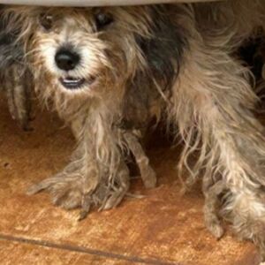 Cães são encontrados sem água e comida, e dono acaba preso por maus-tratos em Campo Grande caes-sao-encontrados-sem-agua-e-comida,-e-dono-acaba-preso-por-maus-tratos-em-campo-grande