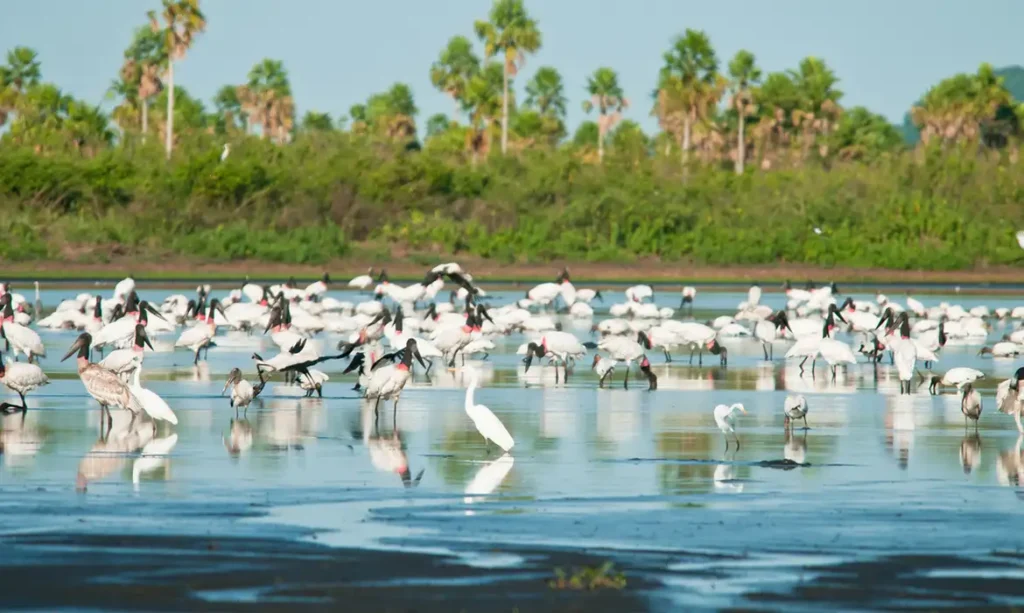 desmatamento-cai-20,6%-no-brasil-em-2025-e-pantanal-registra-maior-reducao