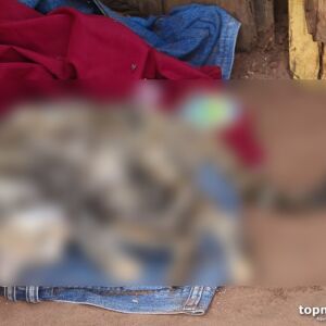 Gatos são encontrados mortos em garagem de casa em Nova Andradina gatos-sao-encontrados-mortos-em-garagem-de-casa-em-nova-andradina