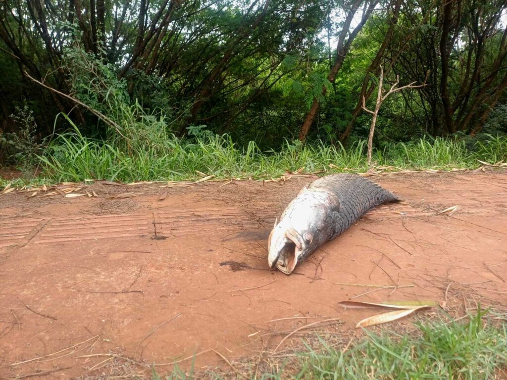 Caiu na rede é peixe! Pirarucu é encontrado morto em calçada do Rita Vieira (vídeo) Caiu na rede é peixe! Pirarucu é encontrado morto em calçada do Rita Vieira (vídeo)