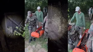 Onça capturada após ataques em Corumbá é devolvida à natureza no Pantanal