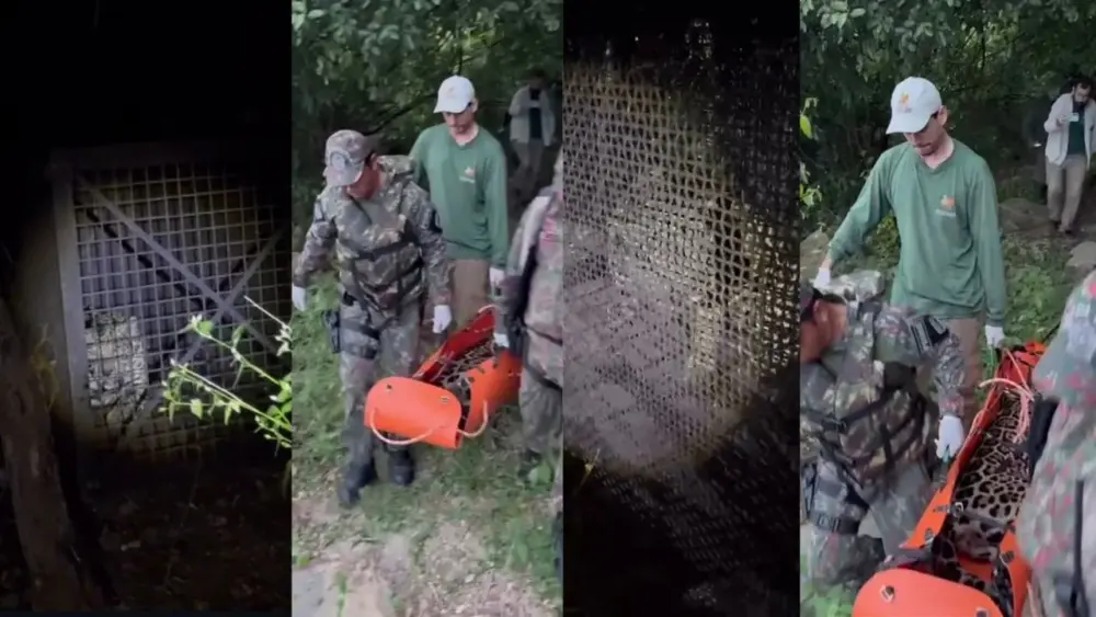 Onça capturada após ataques em Corumbá é devolvida à natureza no Pantanal Onça capturada após ataques em Corumbá é devolvida à natureza no Pantanal