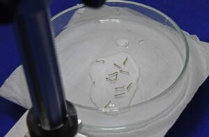 Boletim Epidemiológico: MS registra 4.834 casos confirmados de chikungunya Boletim Epidemiológico: MS registra 4.834 casos confirmados de chikungunya