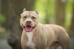 Mulher é socorrida após ataque de pitbull do namorado dentro de residência em Dourados Mulher é socorrida após ataque de pitbull do namorado dentro de residência em Dourados