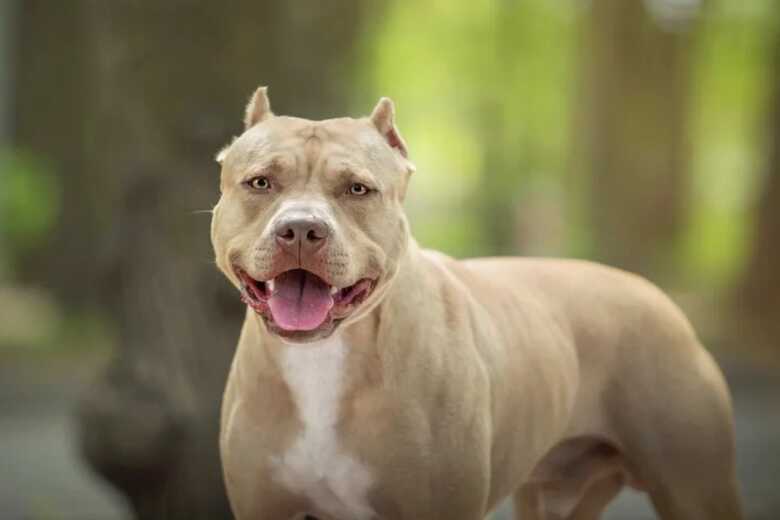 Mulher é socorrida após ataque de pitbull do namorado dentro de residência em Dourados Mulher é socorrida após ataque de pitbull do namorado dentro de residência em Dourados