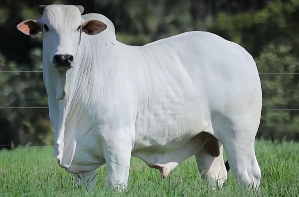 UE impõe restrições à carne bovina brasileira e mercado reage com queda no preço do boi gordo UE impõe restrições à carne bovina brasileira e mercado reage com queda no preço do boi gordo