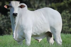UE impõe restrições à carne bovina brasileira e mercado reage com queda no preço do boi gordo