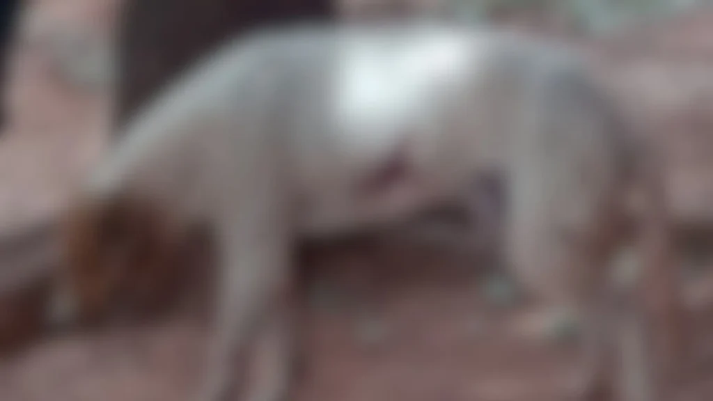Idoso é preso suspeito de dar tiro de espingarda em cachorro em Rio Verde